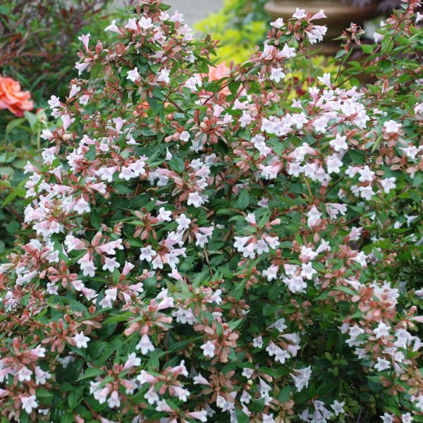 Pink Abelia