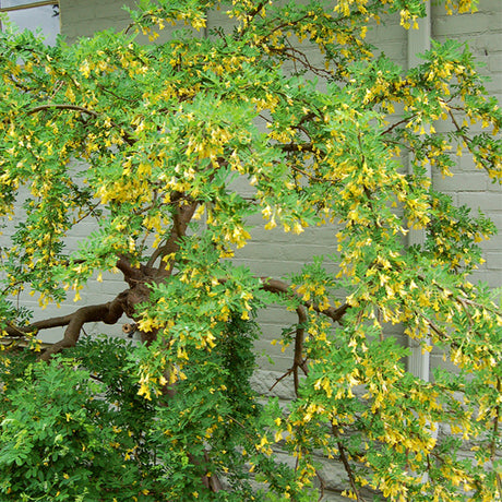 Weeping Siberian Pea Shrub Tree Form