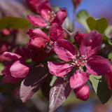 Profusion Crabapple