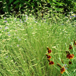 Blonde Ambition Blue Grama Grass