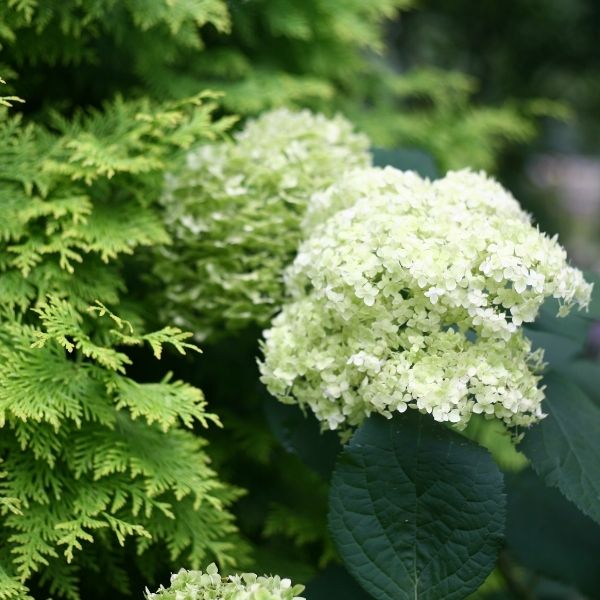 Lime Rickey&reg; Smooth Hydrangea