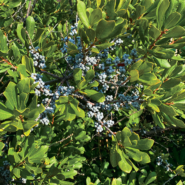 Northern Bayberry