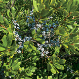 Northern Bayberry