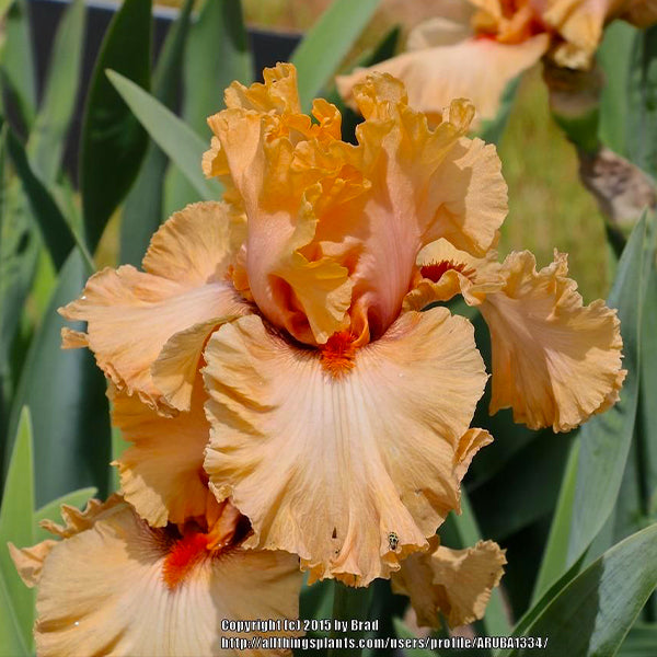 Rubenesque Tall Bearded Iris