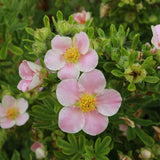 Happy Face&reg; Pink Paradise Potentilla