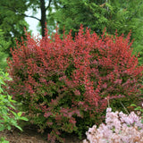 Sunjoy&reg; Cinnamon Barberry