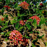 American Spice Viburnum