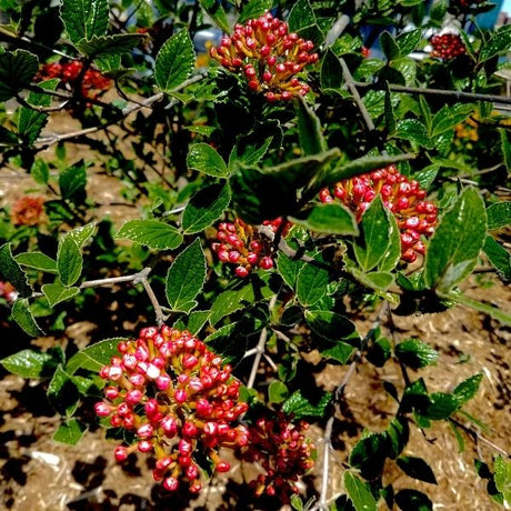 American Spice Viburnum