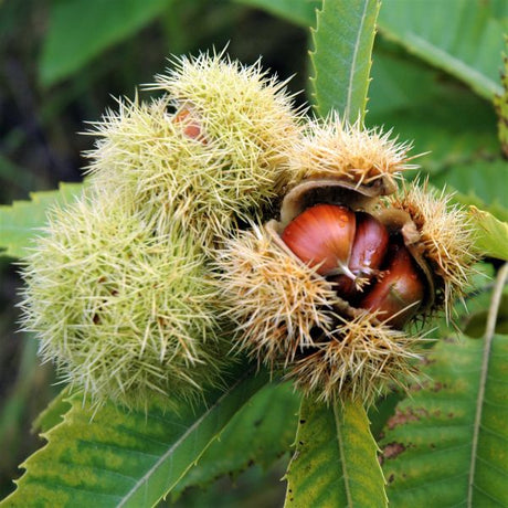 Dunstan Chestnut Trees