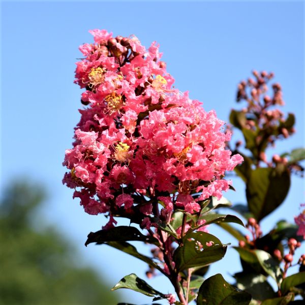 First Editions&reg; Coral Magic Crapemyrtle