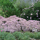 Rock 'N Round&trade; Pure Joy Sedum