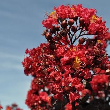 Black Diamond&reg; Red Hot&trade; Crape Myrtle Shrub