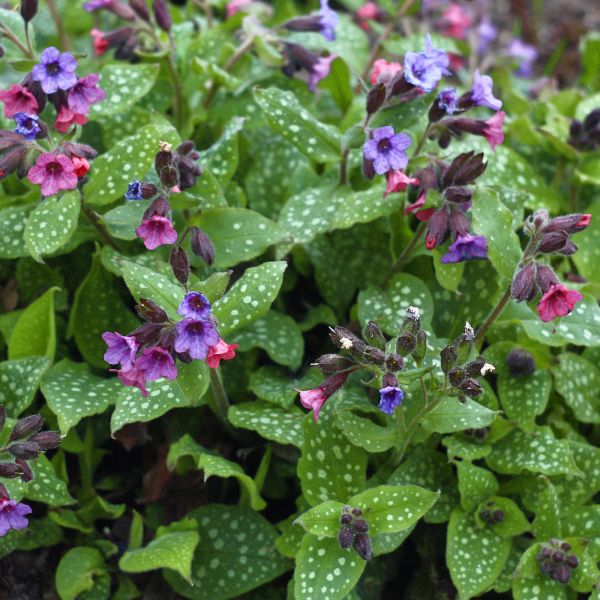 Mrs. Moon Lungwort