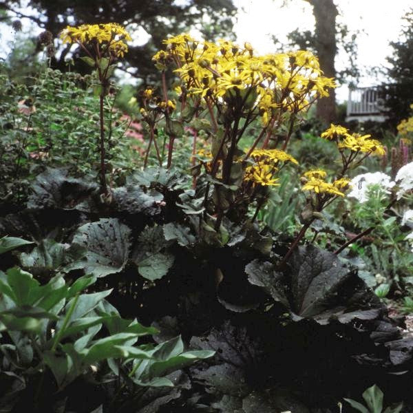 Othello Leopard Plant