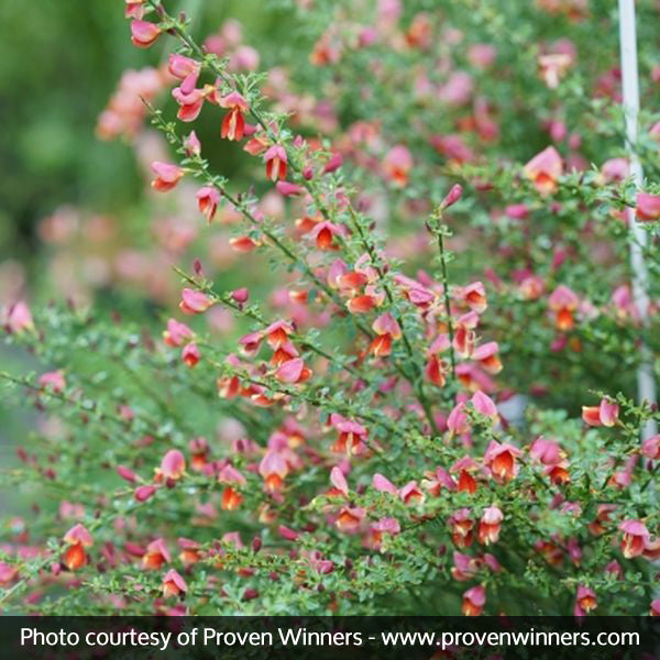 Proven Winner&reg; Color Choice&reg; Sister Rosie&reg; Scotch Broom