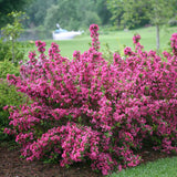 Sonic Bloom&reg; Pink Reblooming Weigela