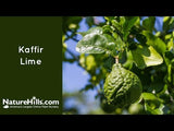 Kaffir Lime Tree