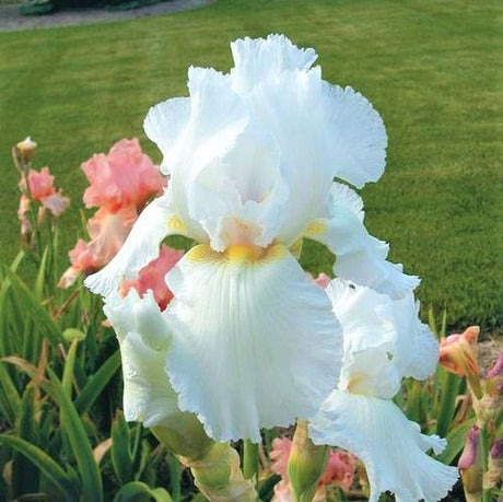 Immortality Tall Bearded Iris