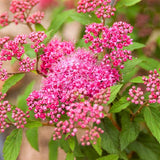 Superstar&trade; Spirea