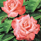 Touch of Class&trade; Hybrid Tea Rose