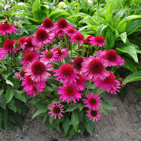 Pink Fascinator Coneflower