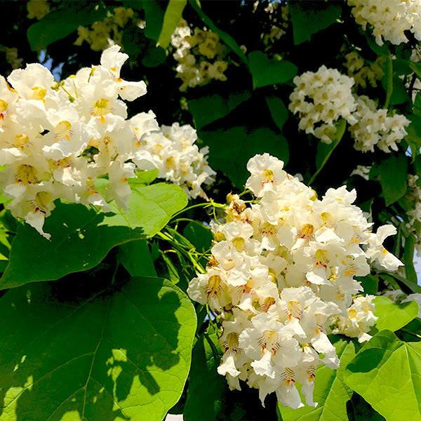 Northern Catalpa