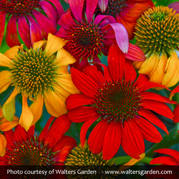 Cheyenne Spirit Coneflower