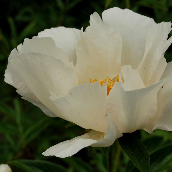 Krinkled White Peony