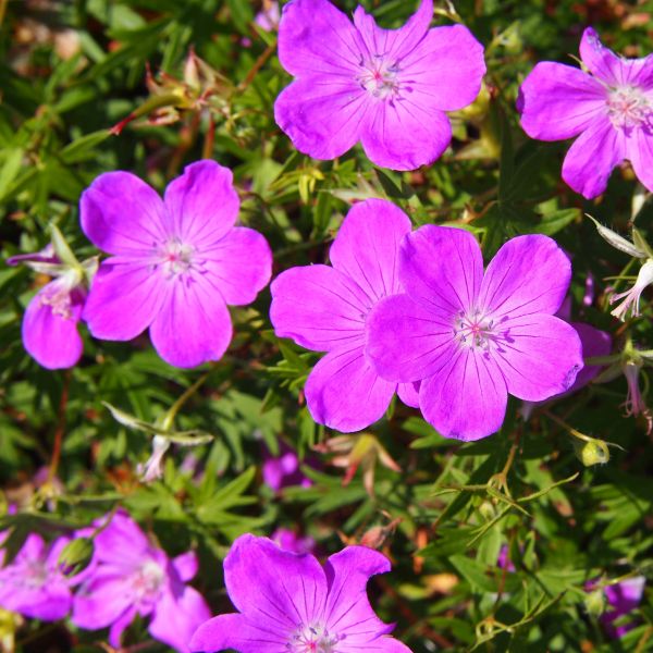 Alpenglow Geranium