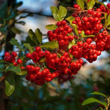 Audubon&reg; Native Possumhaw Holly