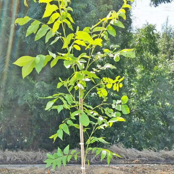 Stuart Pecan Tree