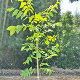 Stuart Pecan Tree