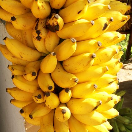 Gold Finger Banana Tree