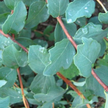 White Hedge Snowberry Bush