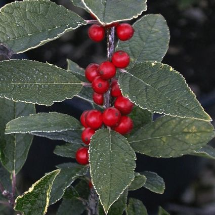 Winter Red Holly