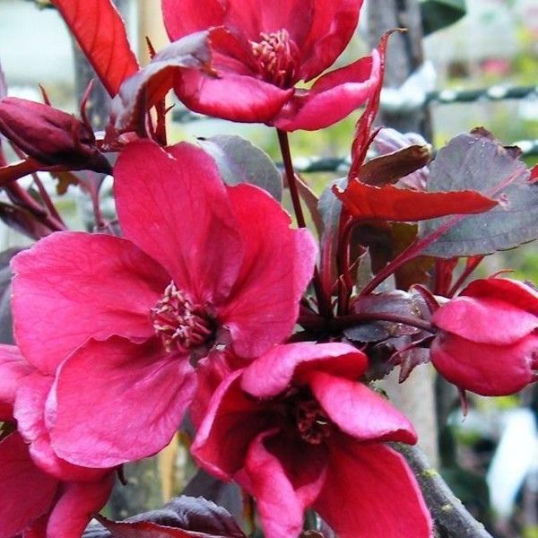 Royalty Crabapple