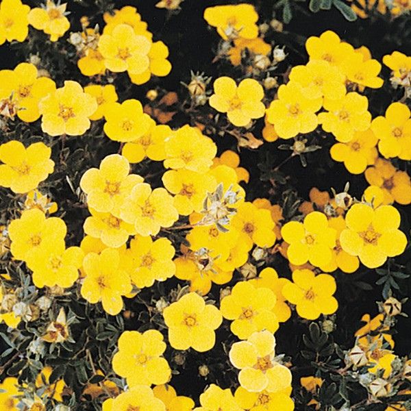 Goldstar Potentilla