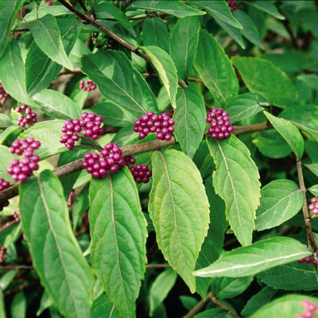 Purple Pride Beautyberry