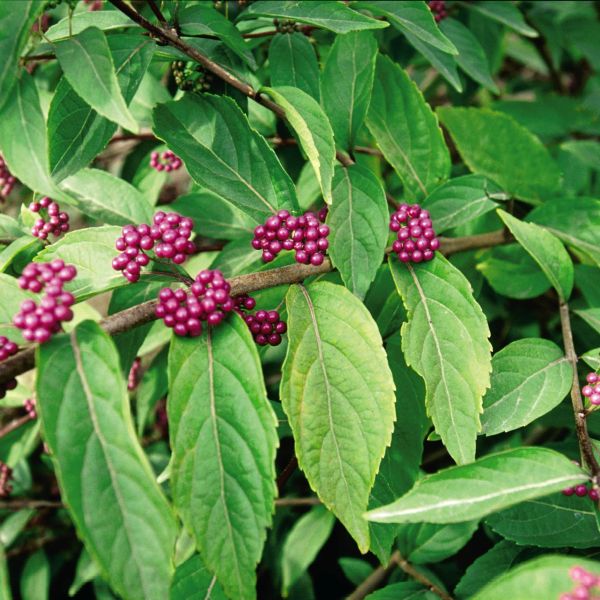 Purple Pride Beautyberry