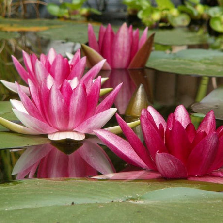 Rembrandt Water Lily