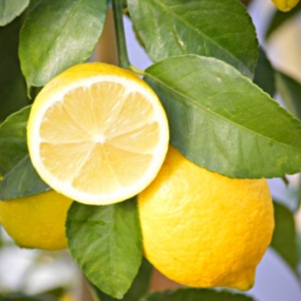 Eureka Lemon Tree