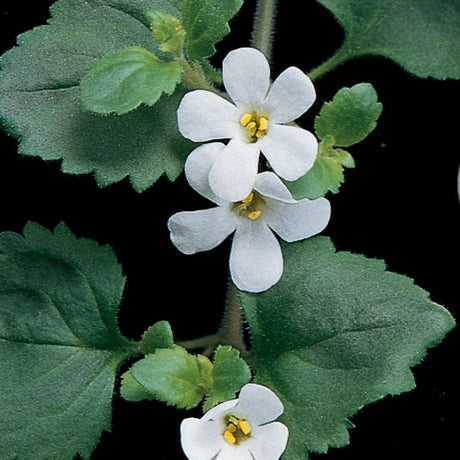 Snowstorm&reg; Giant Snowflake&reg; Bacopa