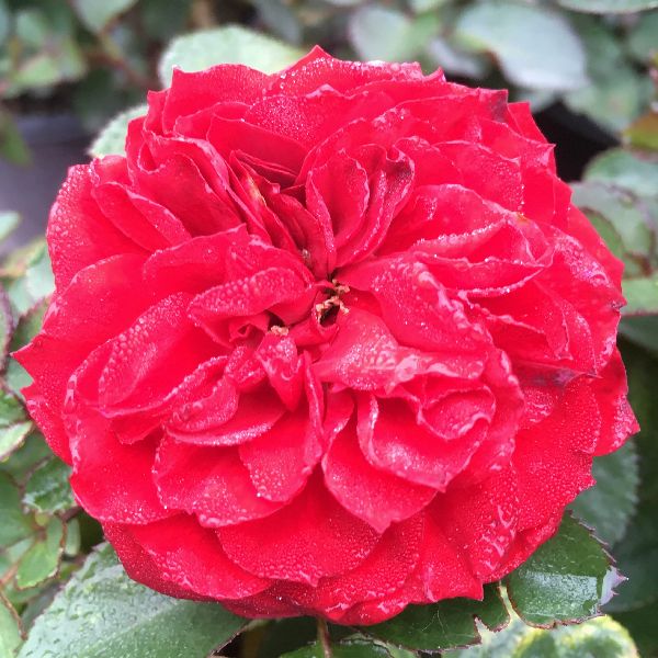 バランスローズ Veranda® Roxanne™ Floribunda Rose | Buy at NatureHills.com