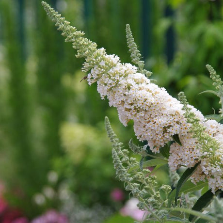 Buzz&trade; Ivory Butterfly Bush