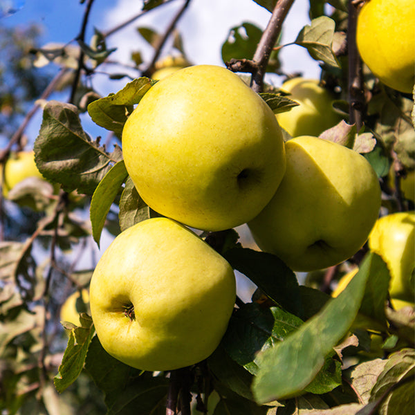 Gibson Yellow Delicious Apple Tree