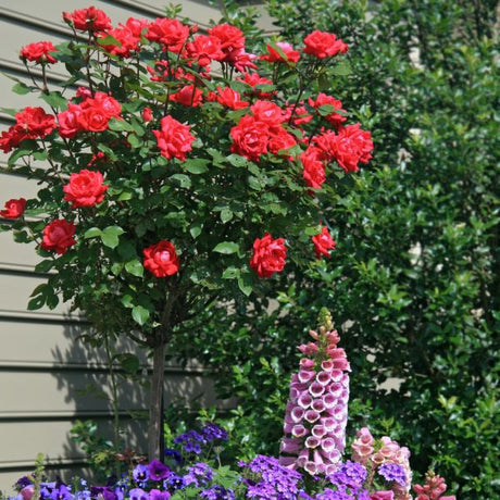 Red Double Knock Out&reg; Rose Tree