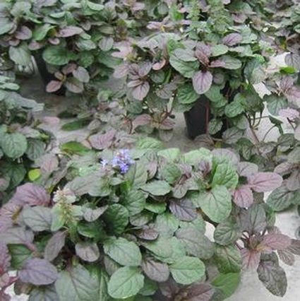 Bronze Beauty Ajuga