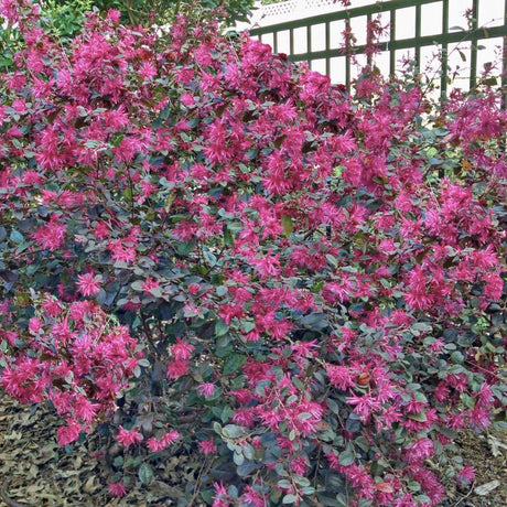 Chang's Ruby Fringe Flower Shrub