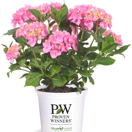 Proven Winners&reg; Color Choice&reg; Let's Dance&reg; Moonlight Hydrangea