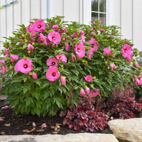 Proven Winners® Summerific® Candy Crush Rose of Sharon